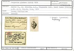 Karteikarte zum Holotyp von Uvigerina globosa Karrer, 1878